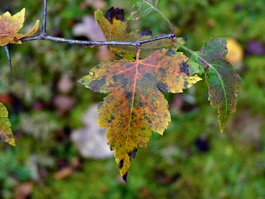 {Crataegus phaenopyrum}